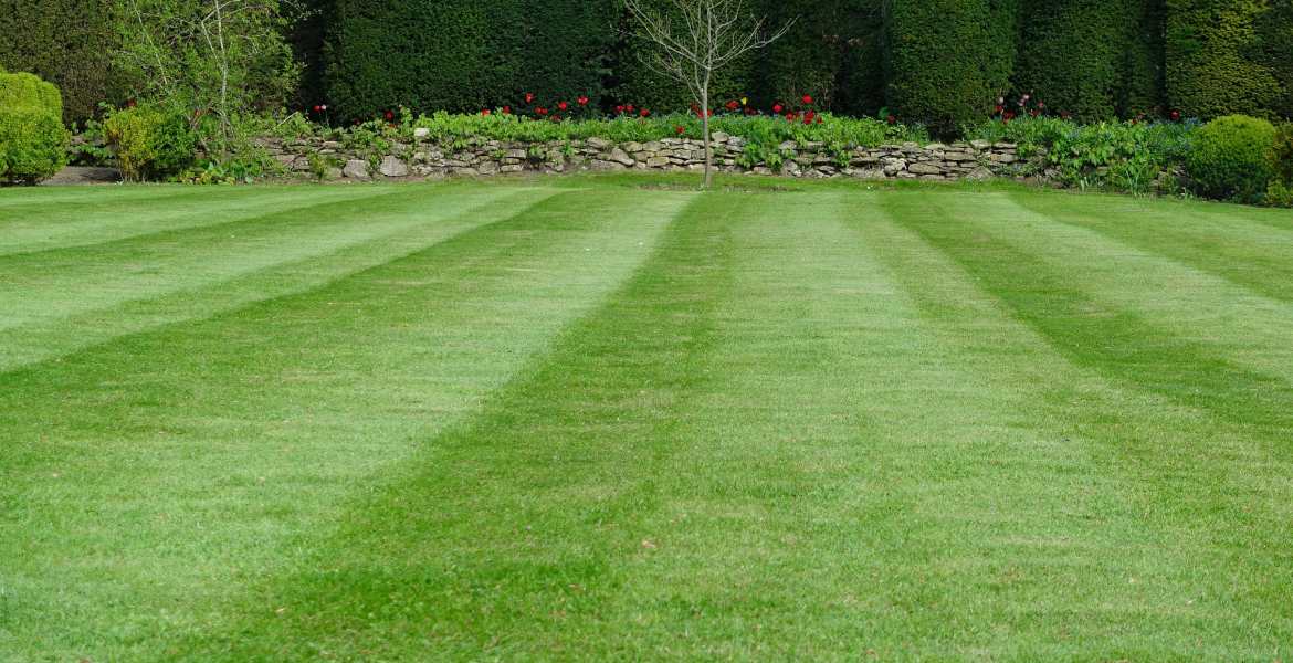 Evergreen Landscapes